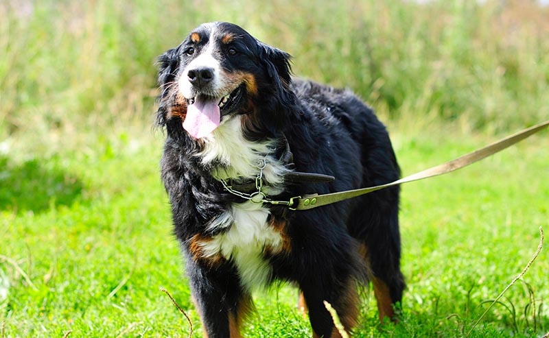 bernese mountain dog with a leash