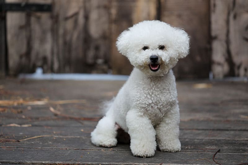 bichon-frise-dog-sitting-on-a-wooden-surface_bichon frise dog sitting on a wooden surface