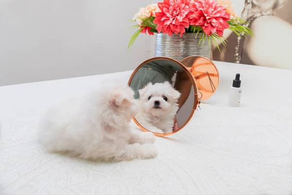 bichon maltese mix dog looking in the mirror