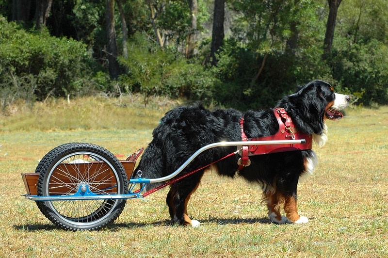 big Bernese Mountain dog doing carting in the park