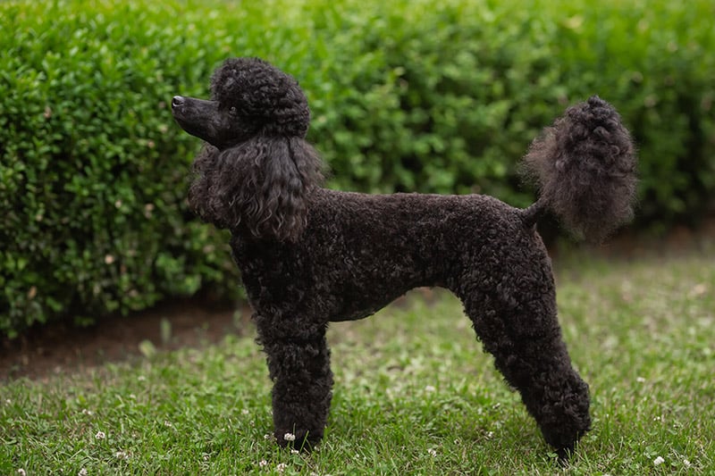 black miniature poodle dog in the garden