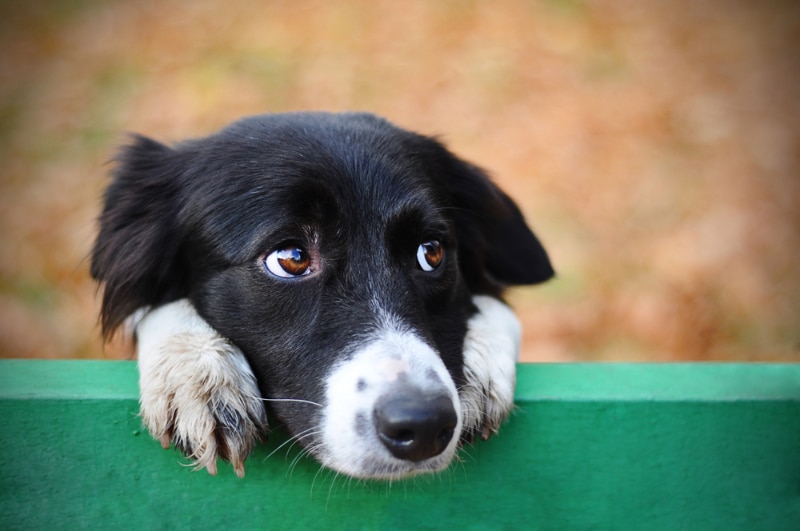 border collie dog with whale eyes