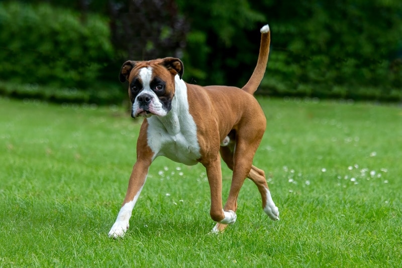 boxer dog walking in the grass