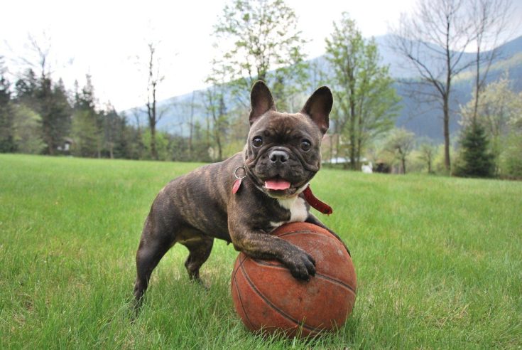 brindle french bulldog playing with ball outside