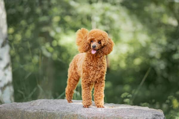 brown Miniature poodle puppy standing on the rock
