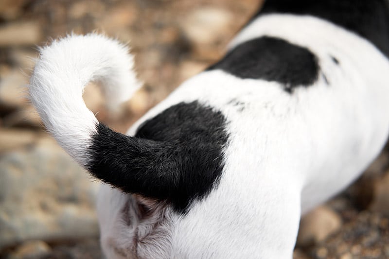 butt of a Jack Russell Terrier dog