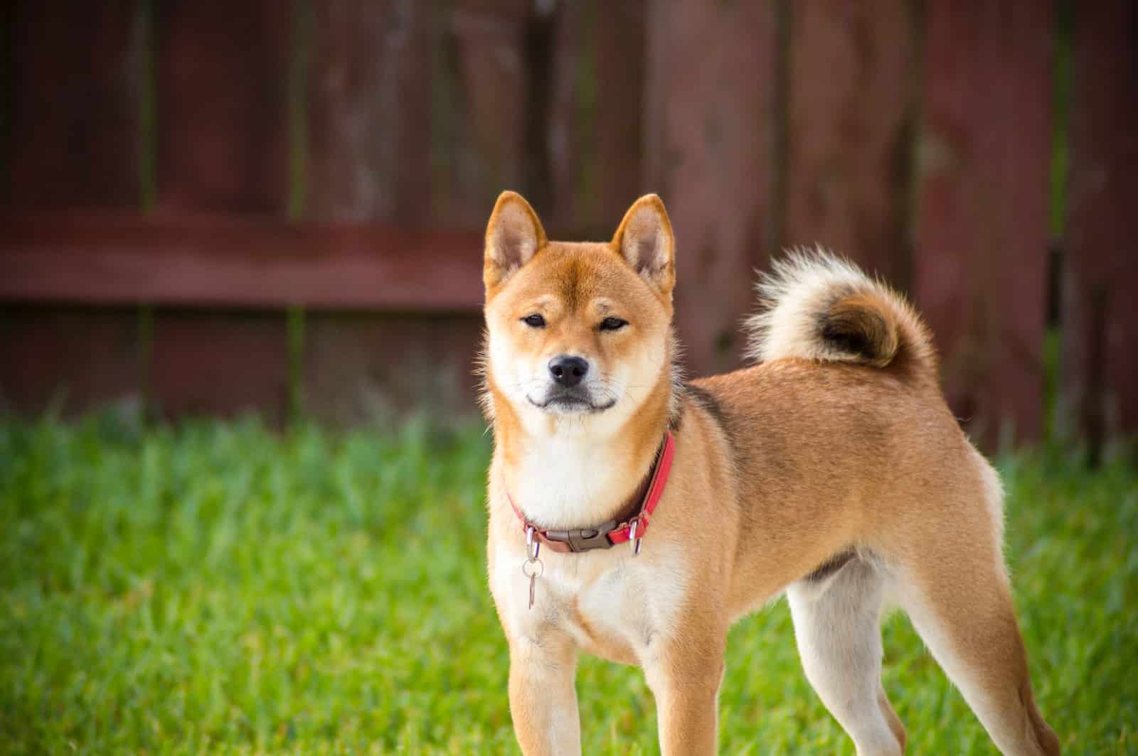 Akita