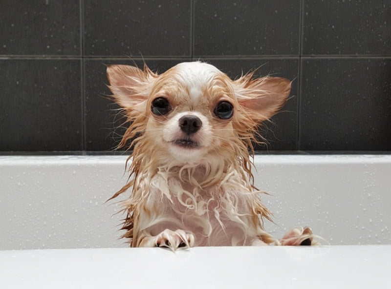 chihuahua-dog-getting-a-bath-in-the-bathtub