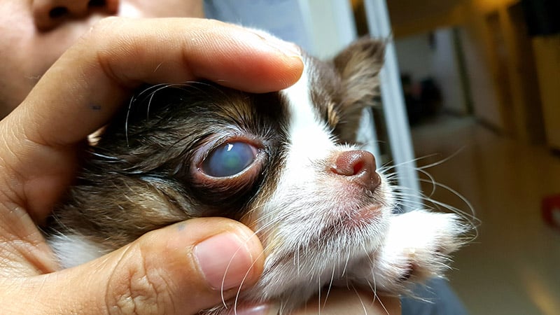 chihuahua dog suffering from eye ulcer