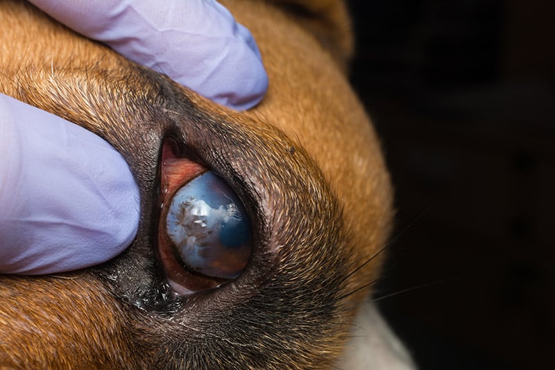 close up dog with eye ulcer