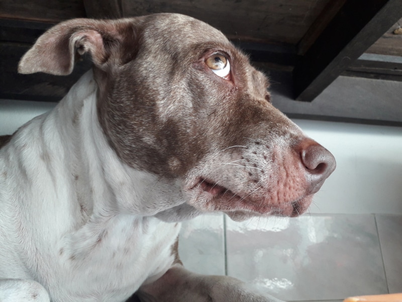 close up of dog lying under the table