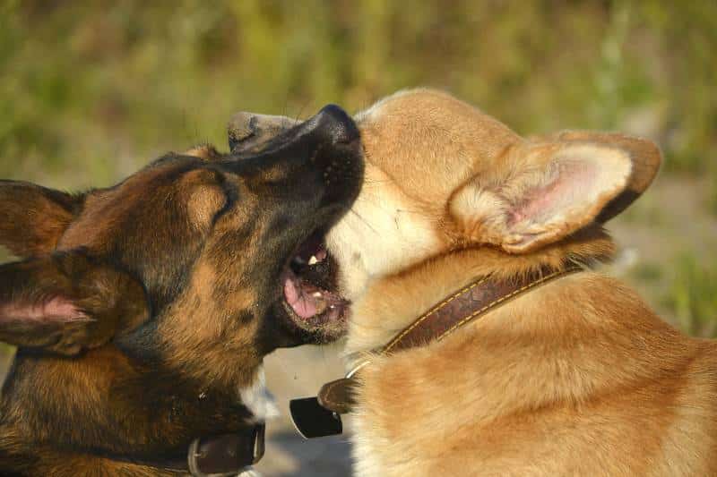 close up of dogs playing with each other