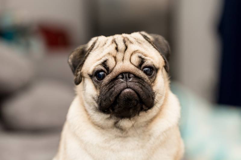 close up of pug dog with blurred background