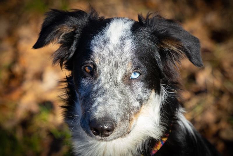 close up of young merle border collie dog