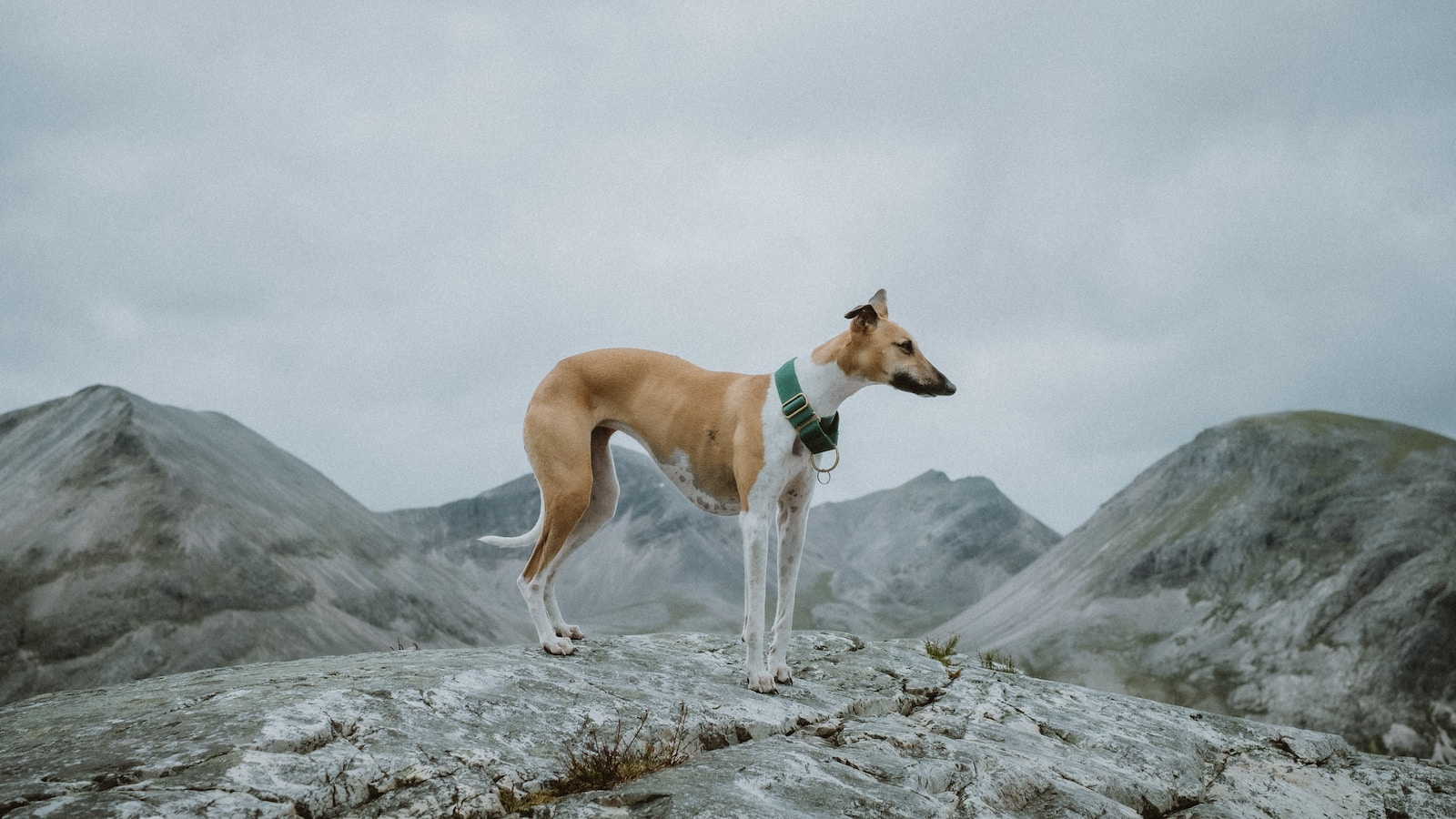 Whippet