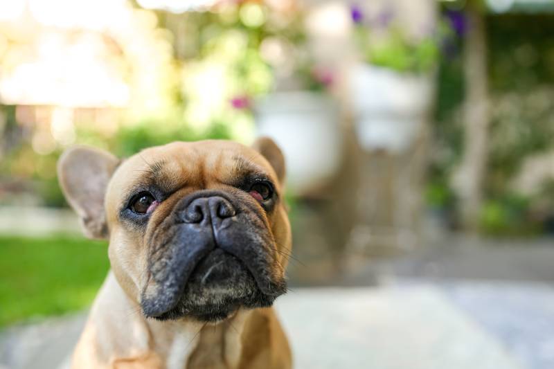 cute little french bulldog with cherry eyes sitting outdoor
