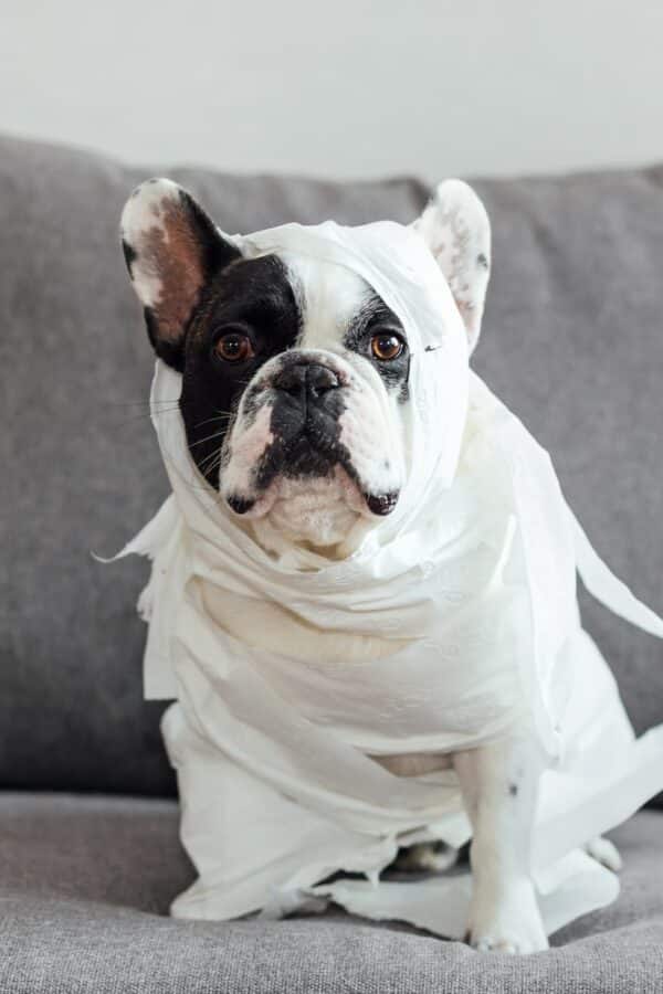 a black and white dog wearing a white wrap around its neck