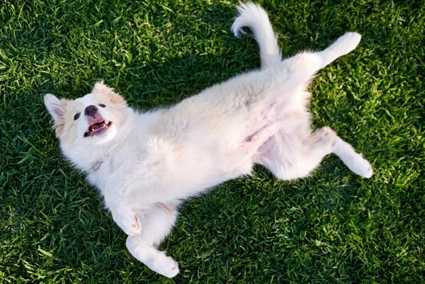 dog lying on the grass showing its belly