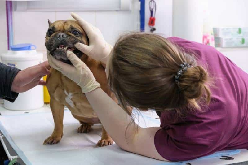 dog on the operating table and doctor in a veterinary clinic