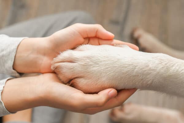 dog paw on human hands