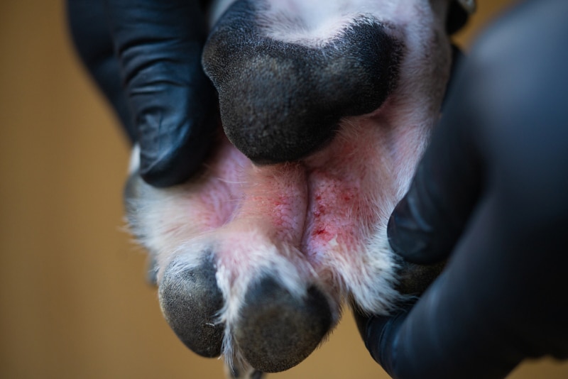 dog paw with infection