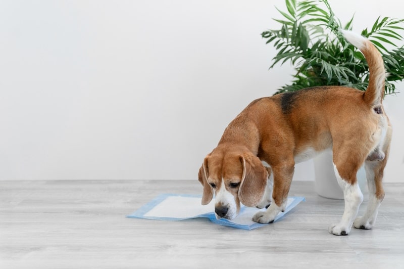 dog smelling diaper on the floor