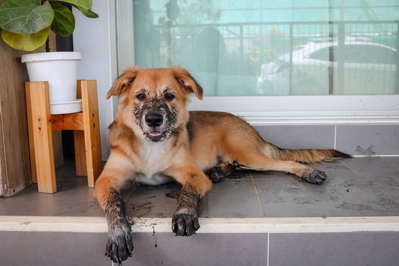 dog with dirty paws