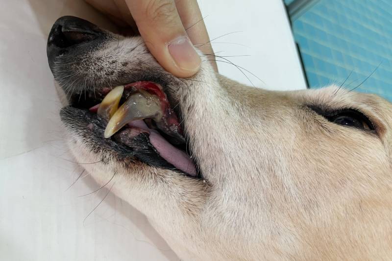 dog with periodontal disease