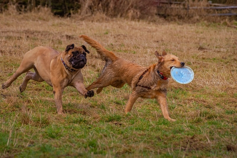 dogs playing at the park