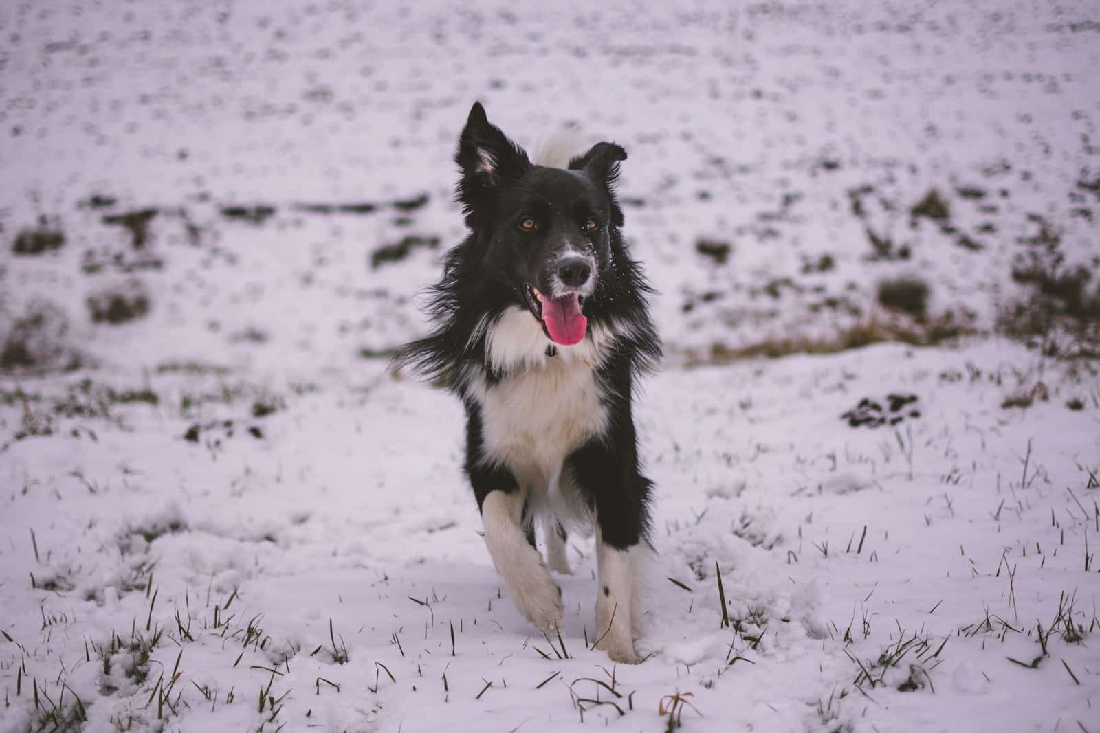closeup photo of adult white and black dog running on snow field