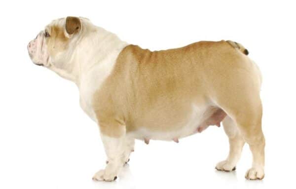 english bulldog standing showing pregnant belly