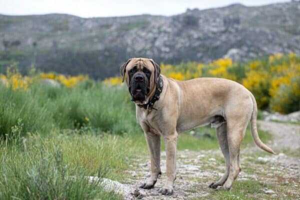 english mastiff dog portrait isolated outdoor in the green field
