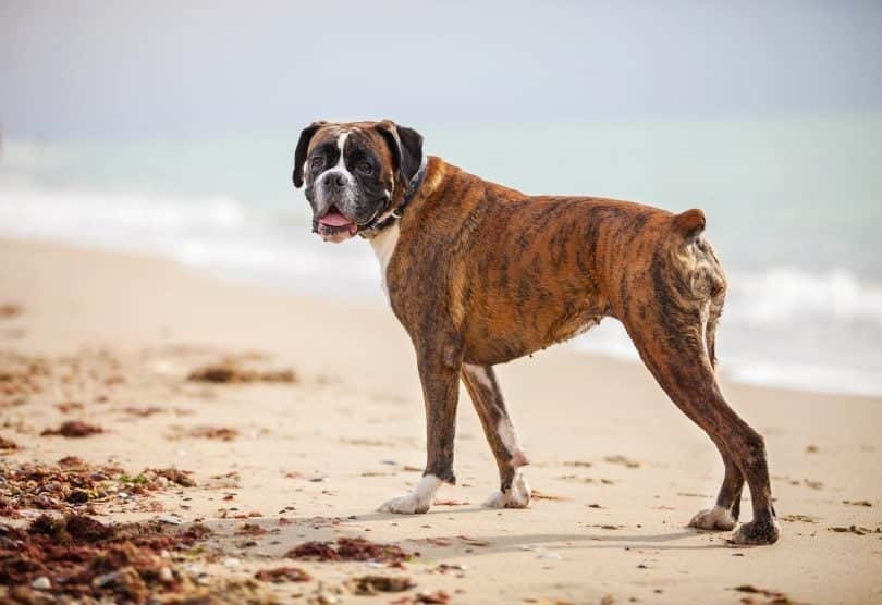 female boxer dog on the sand