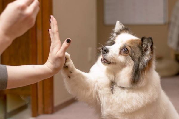 fluffy white dog performs trick for treat