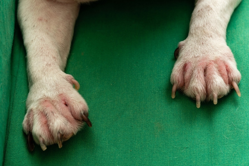 fungal infection dog paws