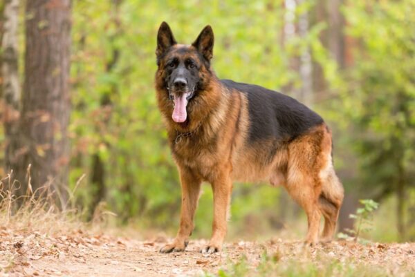 german shepherd dog in the forest
