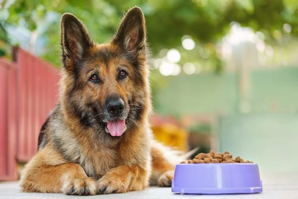 German Shepherd dog lying next to a bowl of kibbles
