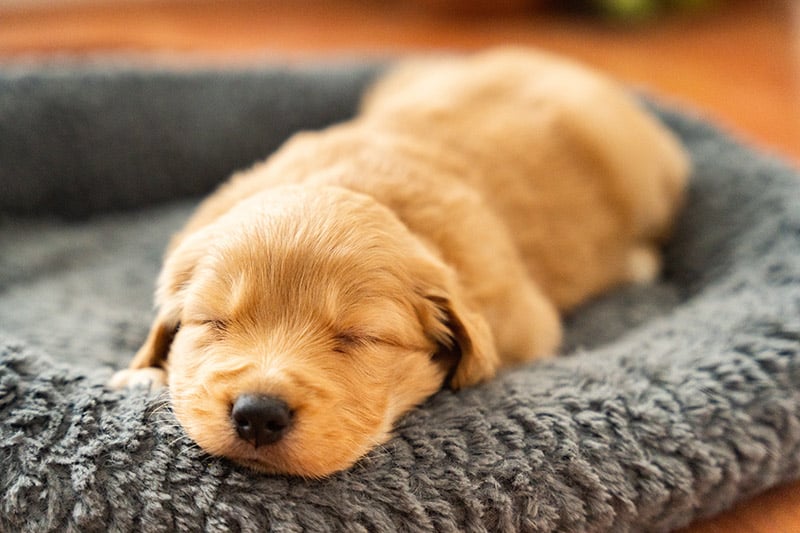 Golden Retriever Puppy sleeping