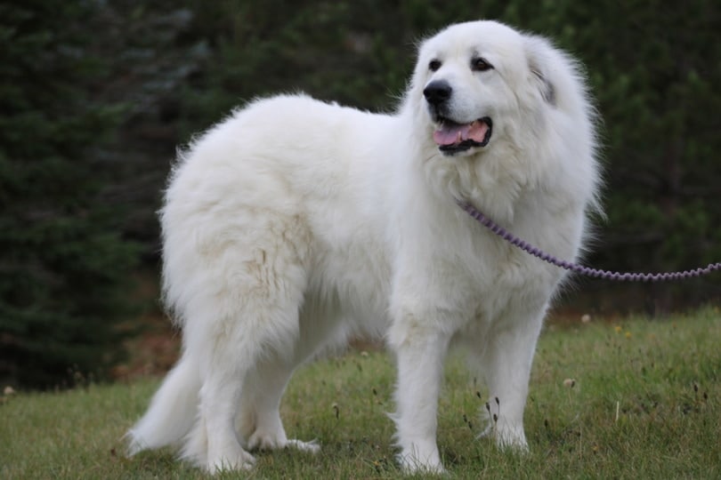 great pyrenees dog on a leash