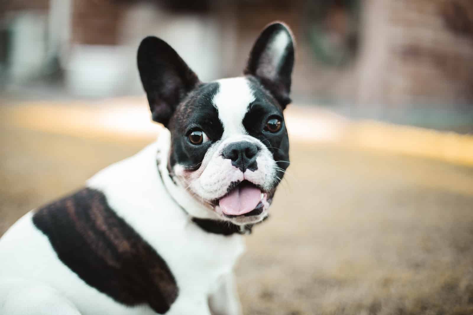 French Bulldog