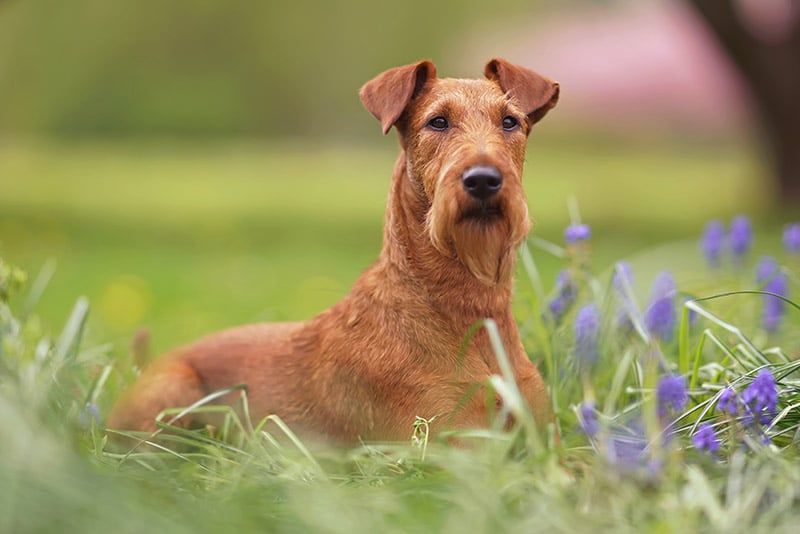 Irish Terrier dog lying on the grass