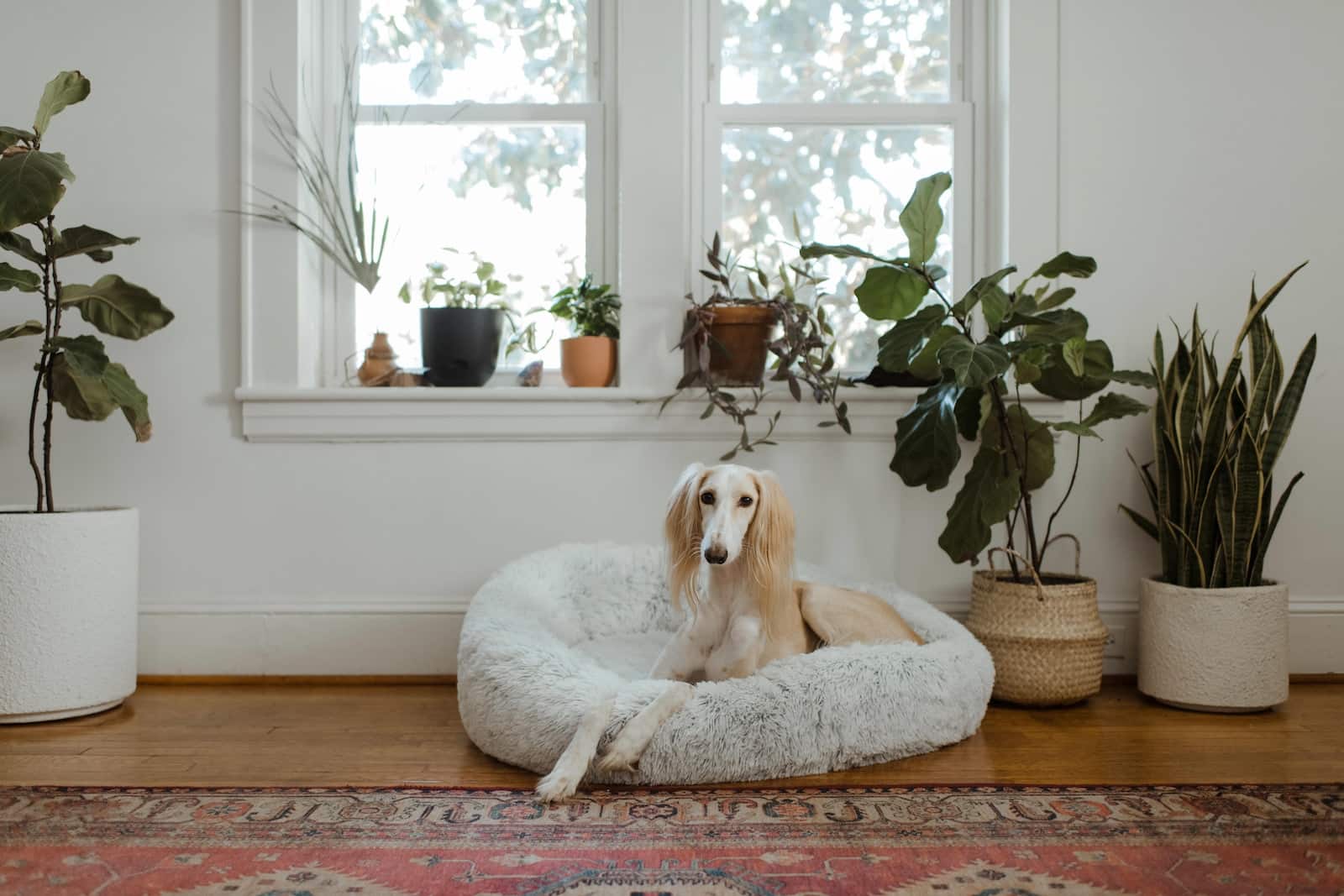 white and brown short coated dog lying on white pet bed