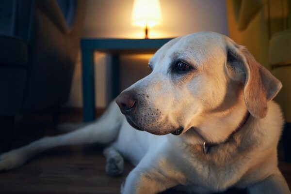 labrador retriever dog lying down against illuminated living room