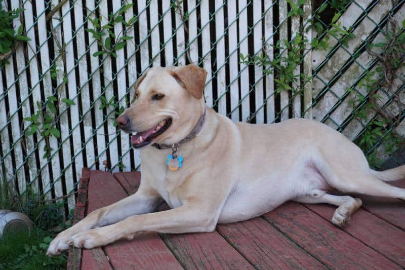 labrador sato dog sitting outdoors