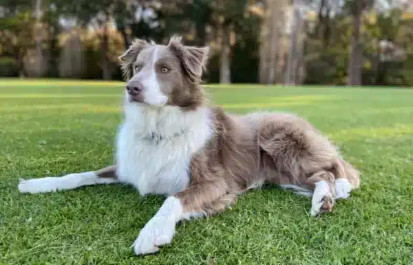 lilac border collie dog lying down on the grass at the park