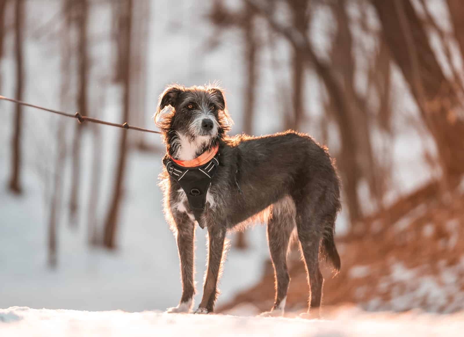 Irish Wolfhound