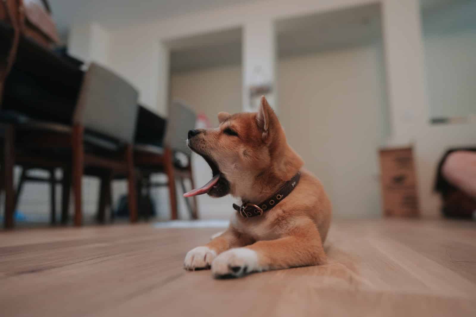 a dog with its tongue out yawning