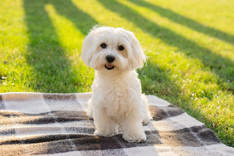 Maltese dog sitting on a picnic blanket
