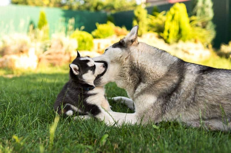 mama husky playing with her puppy in the garden