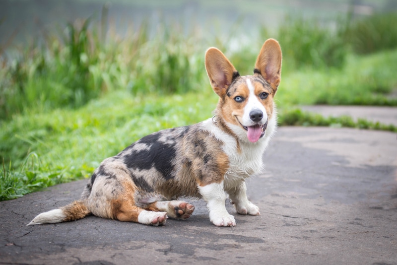 merle cardigan welsh corgi dog sitting outdoor